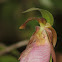 Pink Lady's Slipper