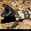 Gila Monster