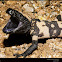 Gila Monster