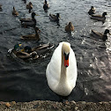 Mute swan
