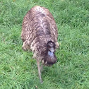 Emu