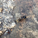 Carpenter Ant