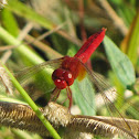 Scarlet darner