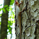 Broadhead Skink