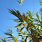 Giant Reed