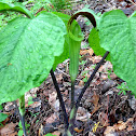 Jack-in-the-Pulpit