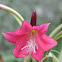 Crinum