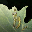 Caterpillar