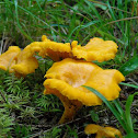 Chanterelle