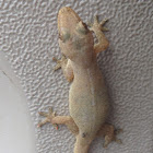Gecko