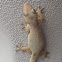 Gecko