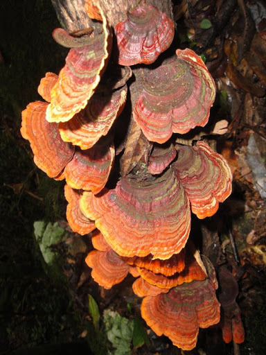 [Image: rws6h-OFalT7BqP8QDK21geFRPqgYuq1WaDV2NAC...H8PdO_USFK]