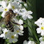 Honey bee