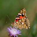 distelvlinder (Vanessa cardui)