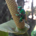 Green orchid bee