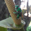 Green orchid bee