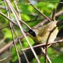 Common Yellowthroat