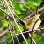 Common Yellowthroat