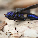 Steel-blue Cricket Hunter