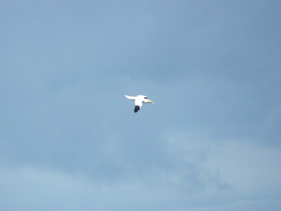 Spotting Image 1