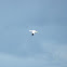 Gannet
