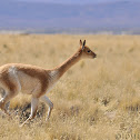 Vicuña