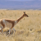 Vicuña