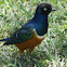 Superb Starling