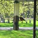 House Finch
