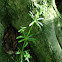 Cleavers