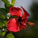Tropical Hibiscus