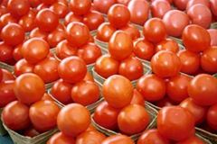 tomato1