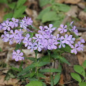 wild blue phlox