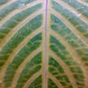 An Unknown Leaf ( एक अज्ञात पत्ता )