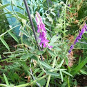 Hairy Vetch