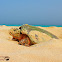 Hawksbill Sea Turtle
