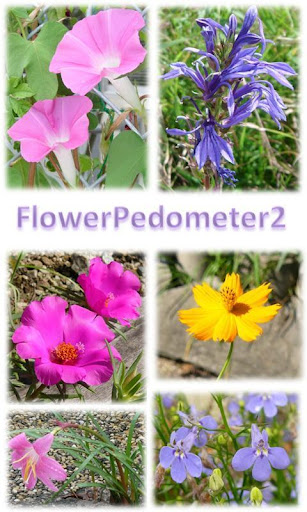 Flower Pedometer 2