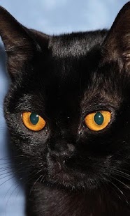 How to mod Bombay Cats Wallpapers 1.0 mod apk for pc