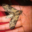 Privet hawk moth