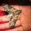 Privet hawk moth