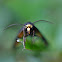 Lydia Lichen Moth
