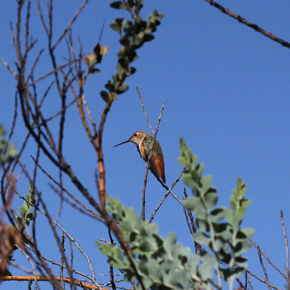 Spotting Image 1
