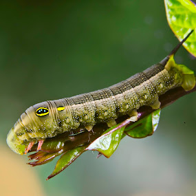 Caterpillar by Jun Santos - Animals Insects & Spiders
