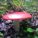 Red mushroom