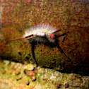 White-marked tussock moth