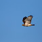Red-tailed Hawk