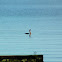 Huala / Great Grebe