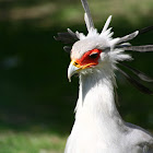 Secretarybird