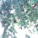Unknown spotting