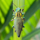 jewel beetle, metallic wood-boring beetle